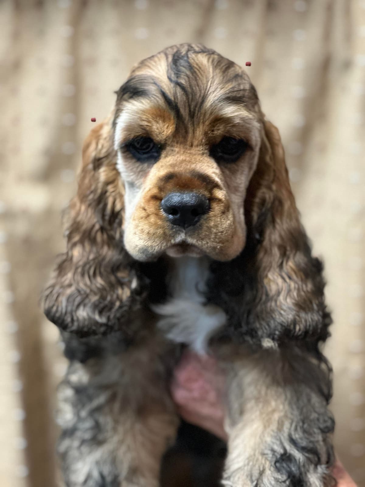 Cocker Spaniel Puppies breeder image 11
