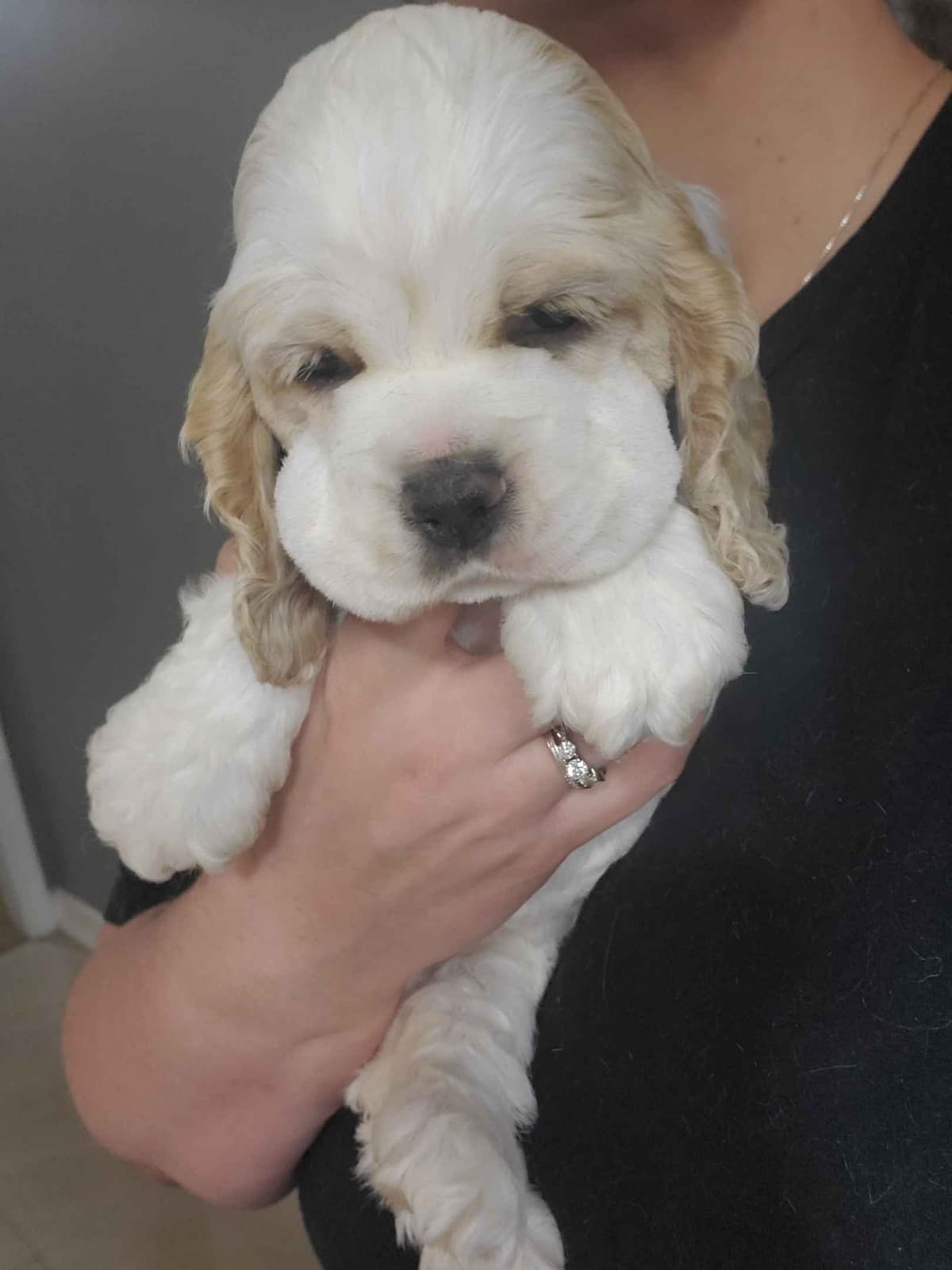 Cocker Spaniel Puppies breeder image 12