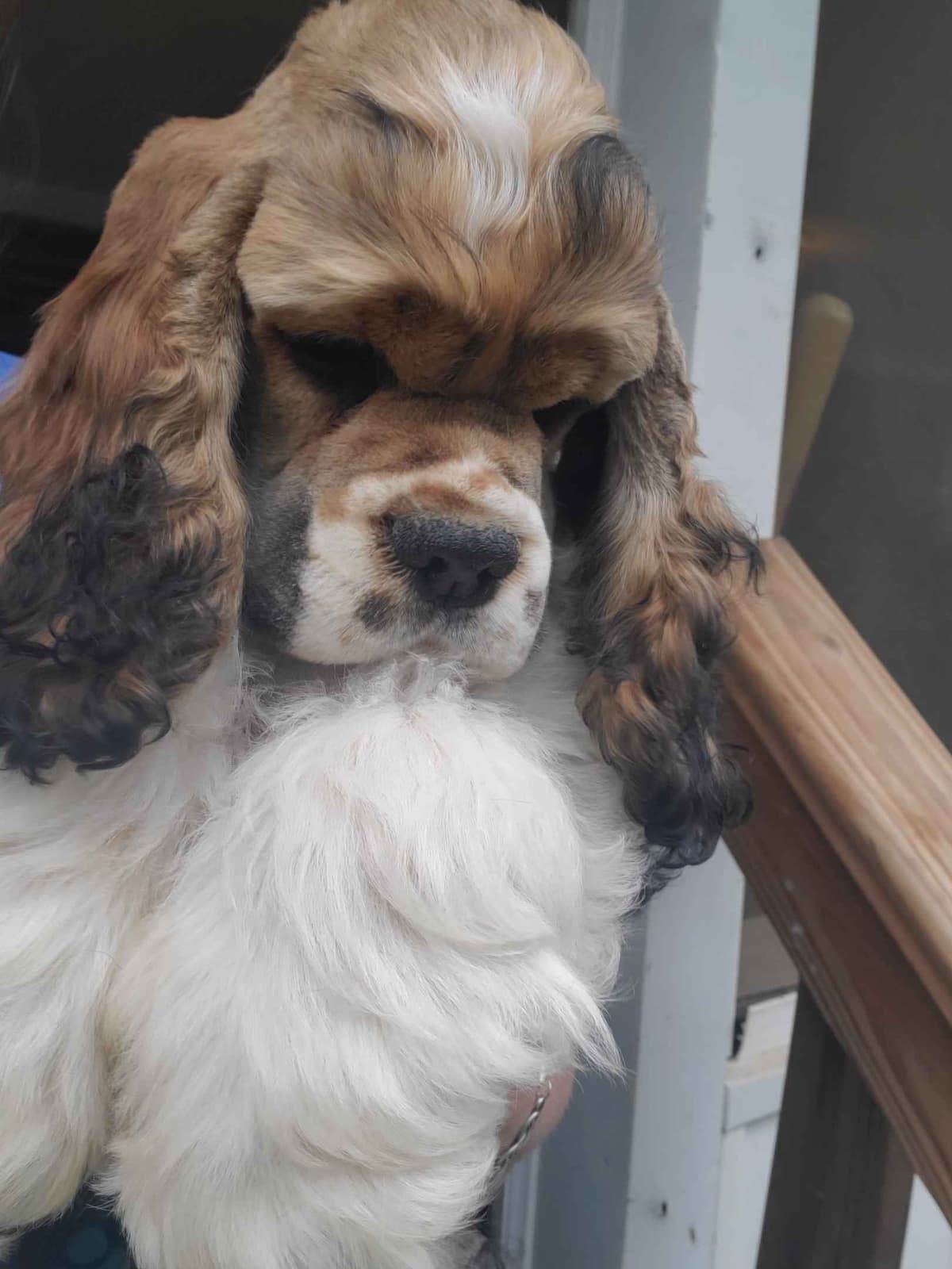 Cocker Spaniel Puppies breeder image 13