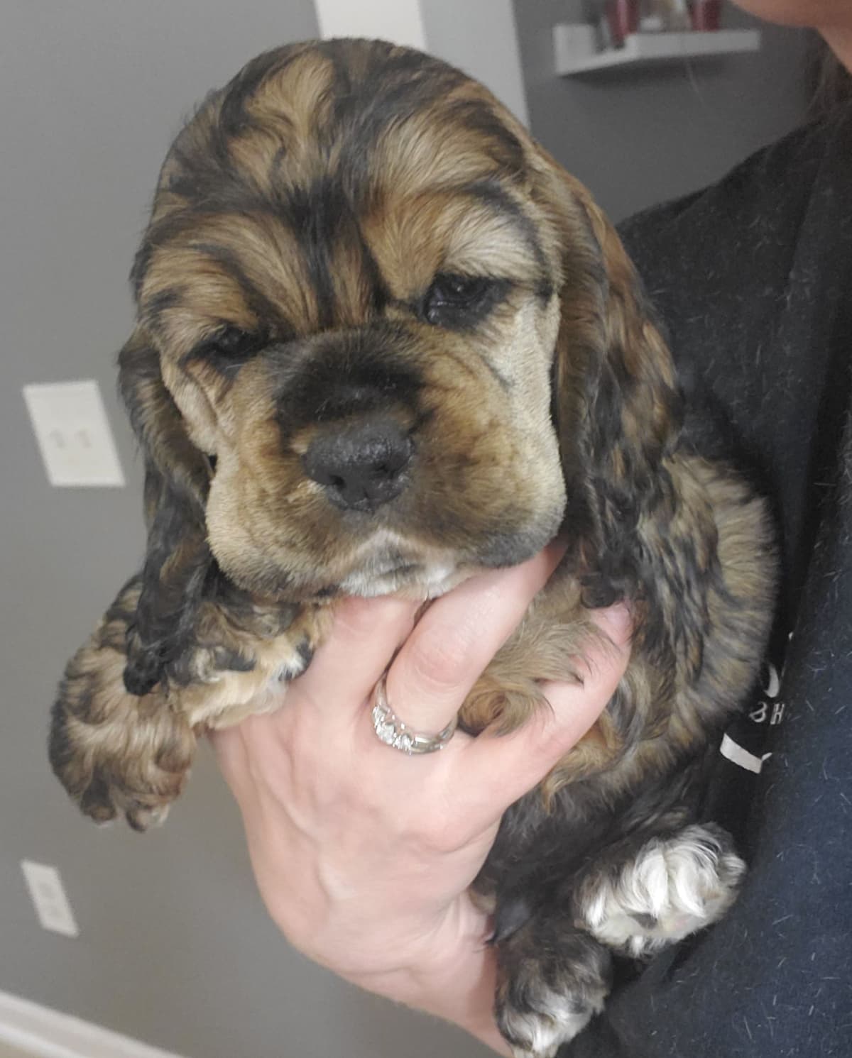 Cocker Spaniel Puppies breeder image 14