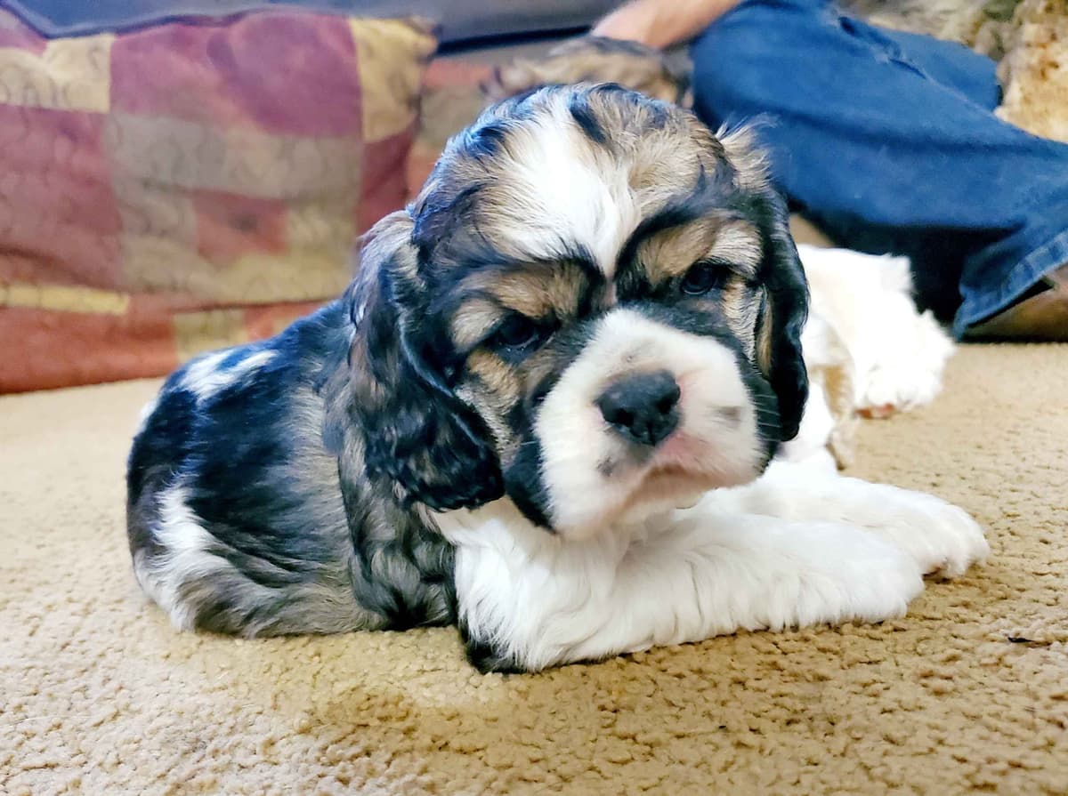 Cocker Spaniel Puppies breeder image 15