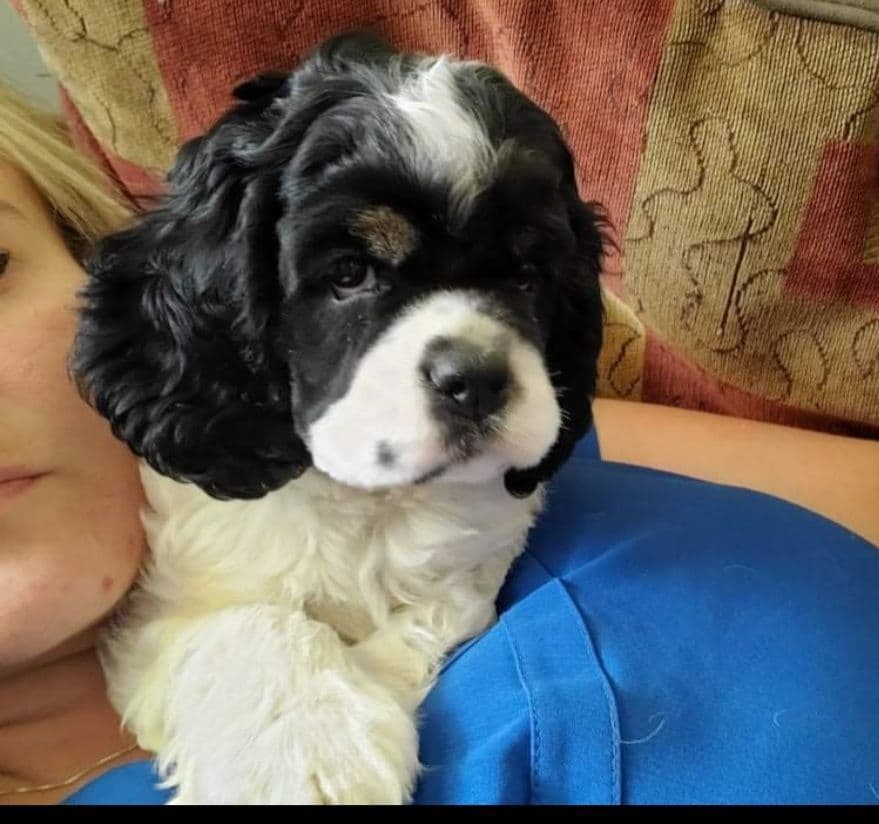 Cocker Spaniel Puppies breeder image 16