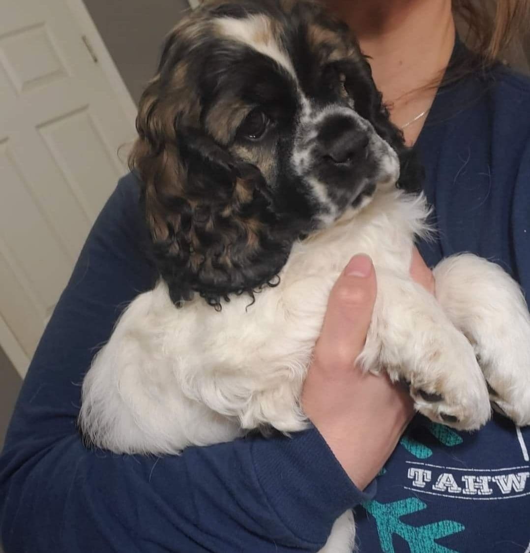 Cocker Spaniel Puppies breeder image 17