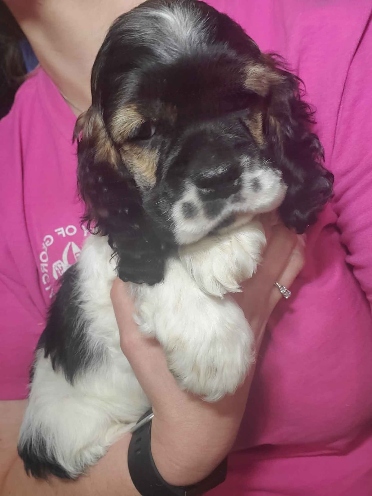 Cocker Spaniel Puppies breeder image 18