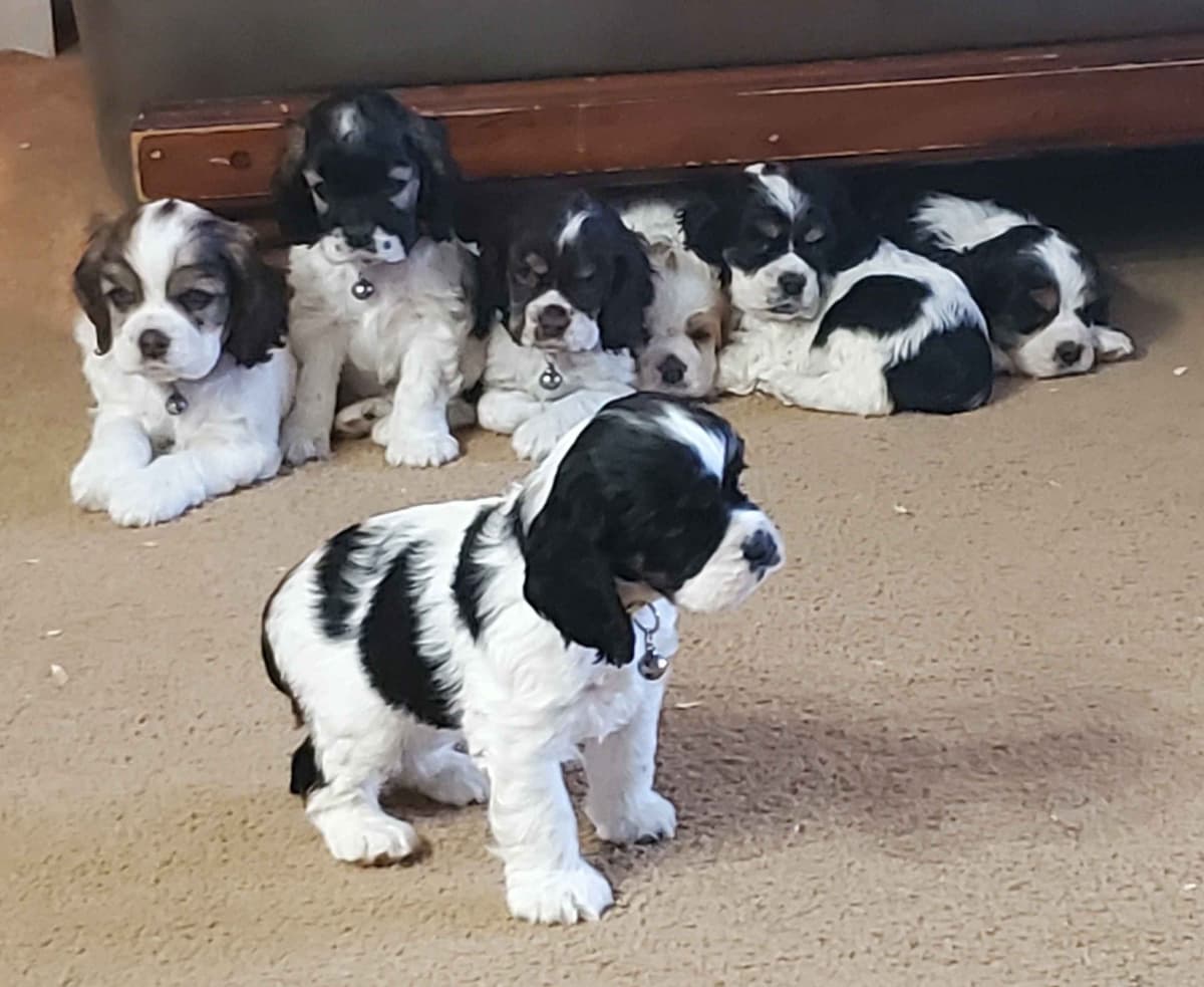 Cocker Spaniel Puppies breeder image 8