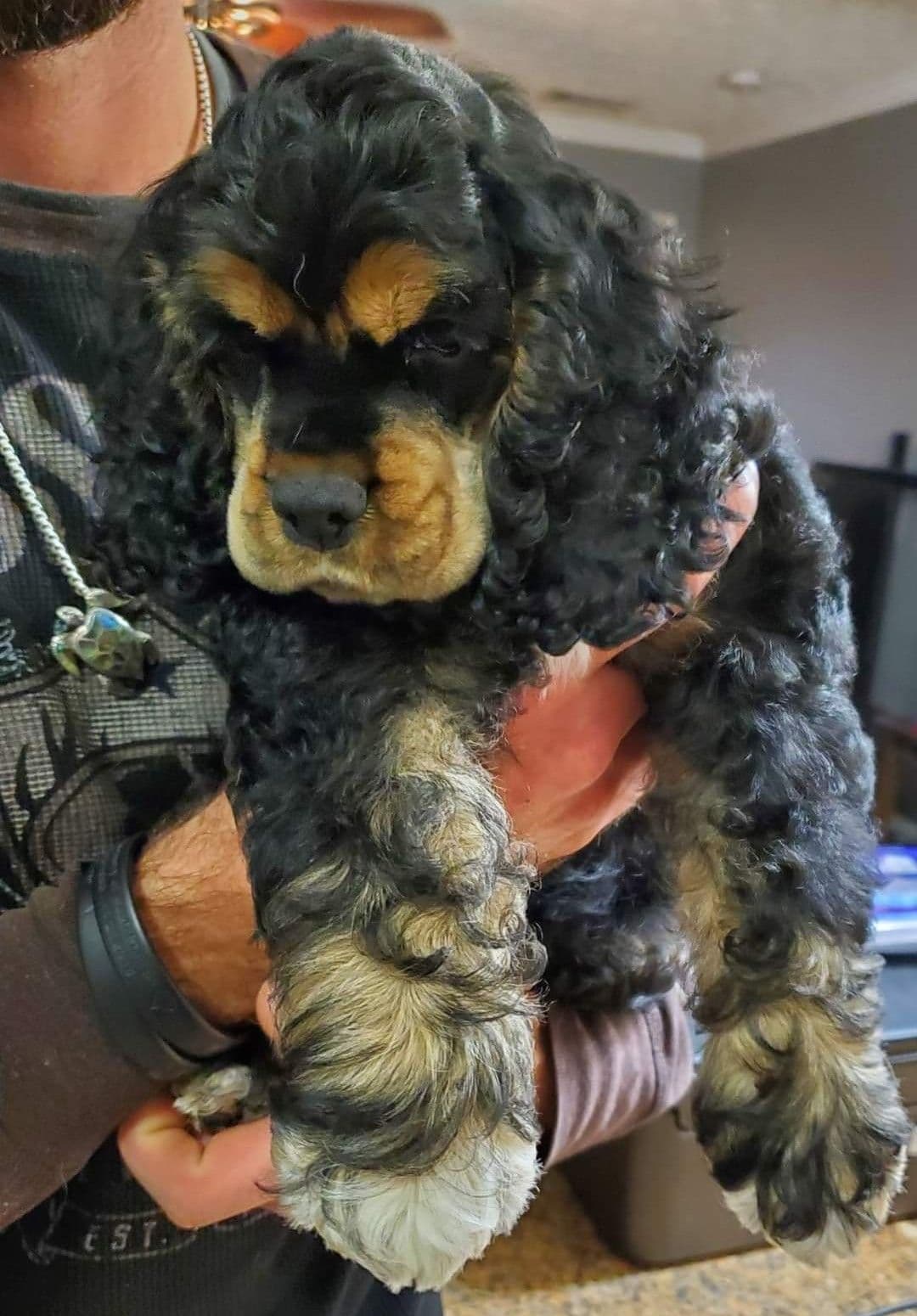 Cocker Spaniel Puppies breeder image 20