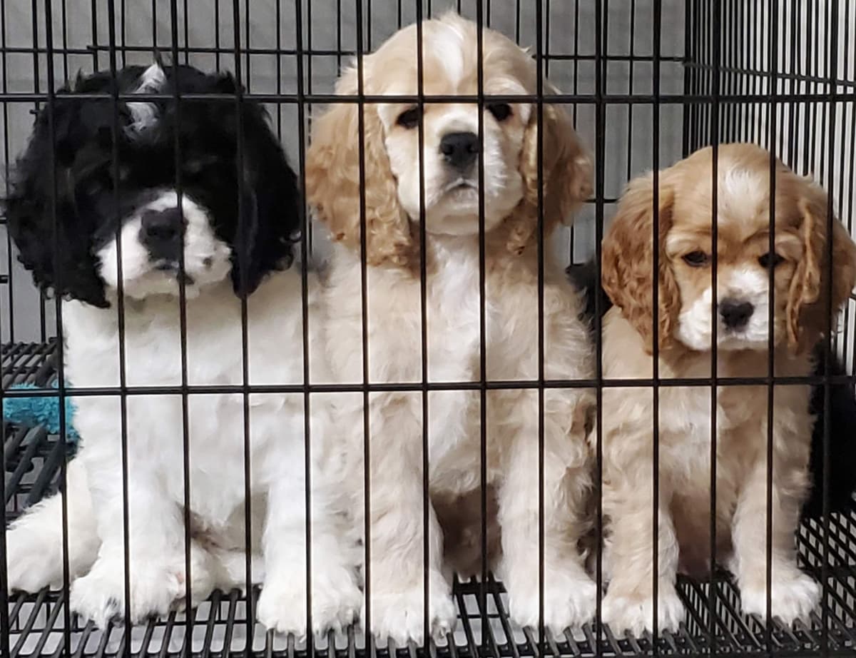 Cocker Spaniel Puppies breeder image 22