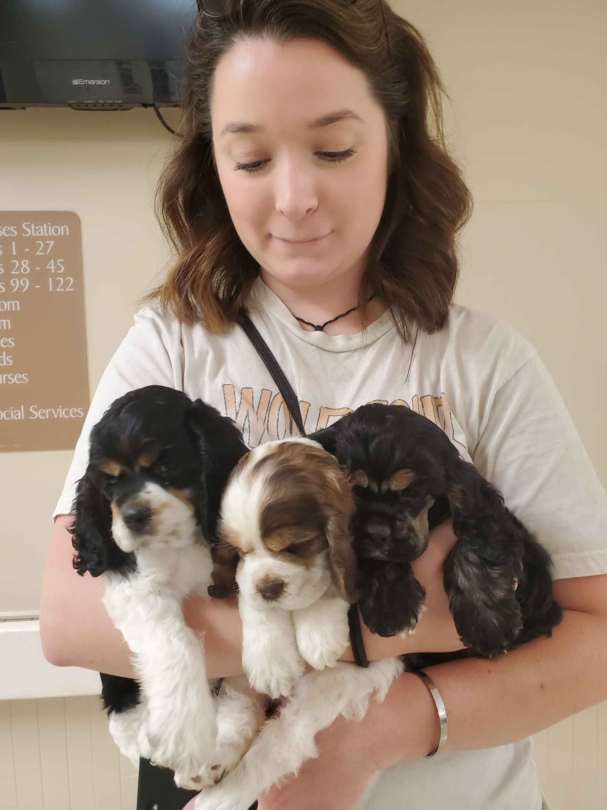 Cocker Spaniel Puppies breeder image 23