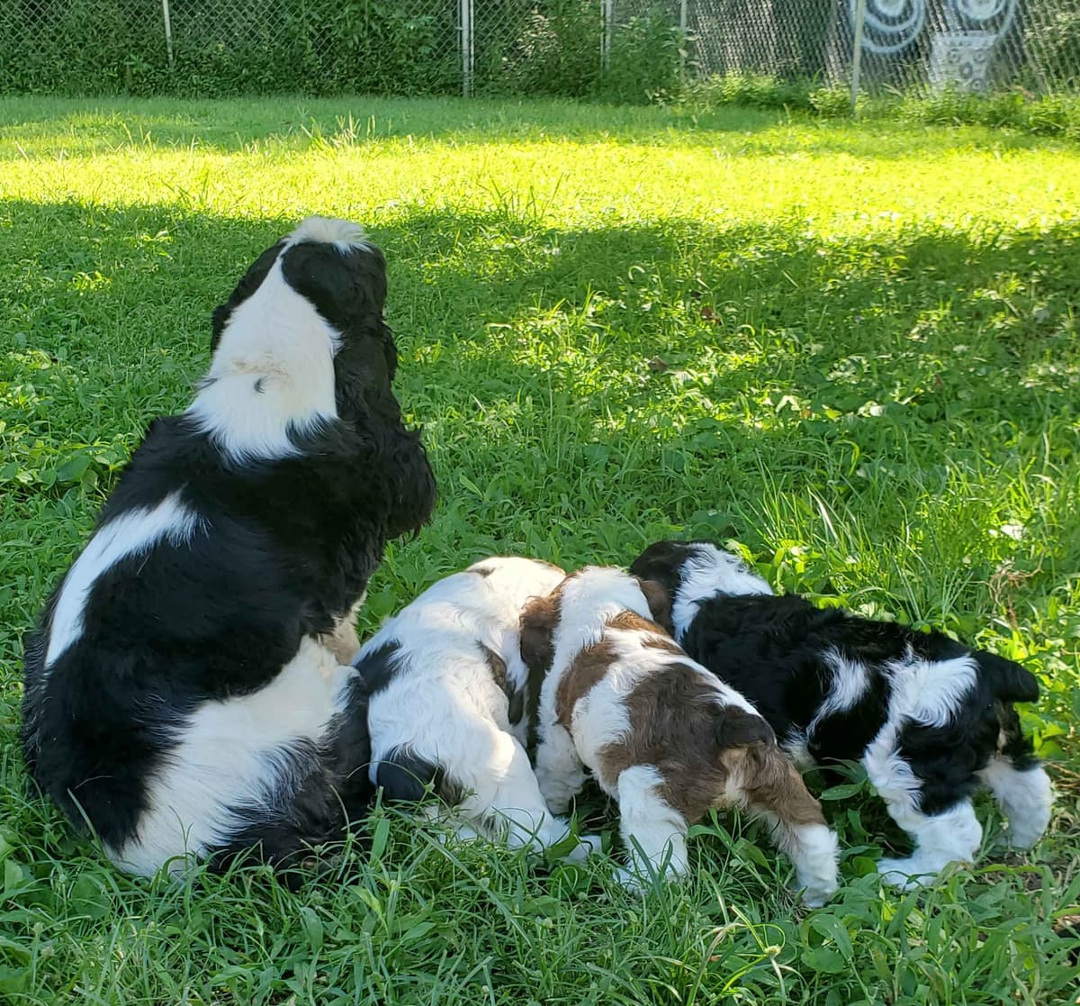 Cocker Spaniel Puppies breeder image 7