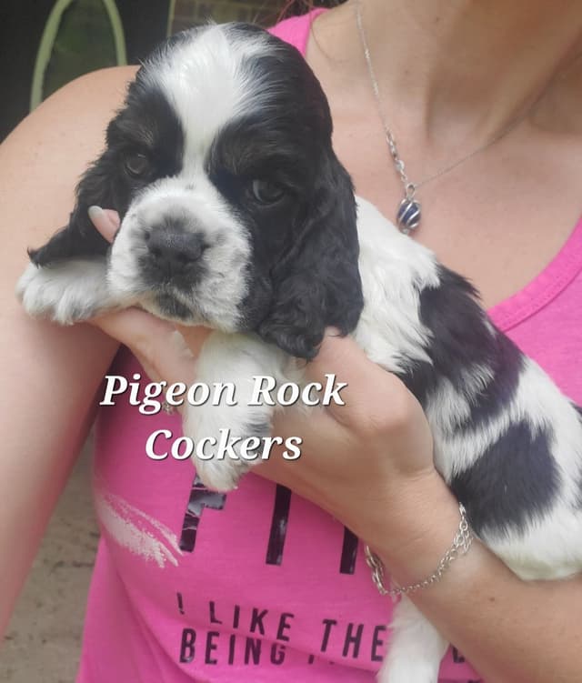 Cocker Spaniel Puppies media 3