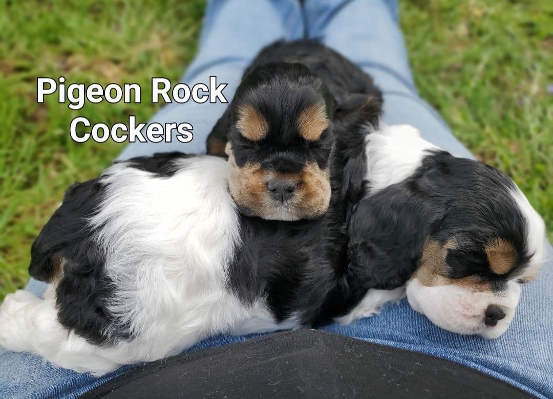 Cocker Spaniel Puppies breeder image 1
