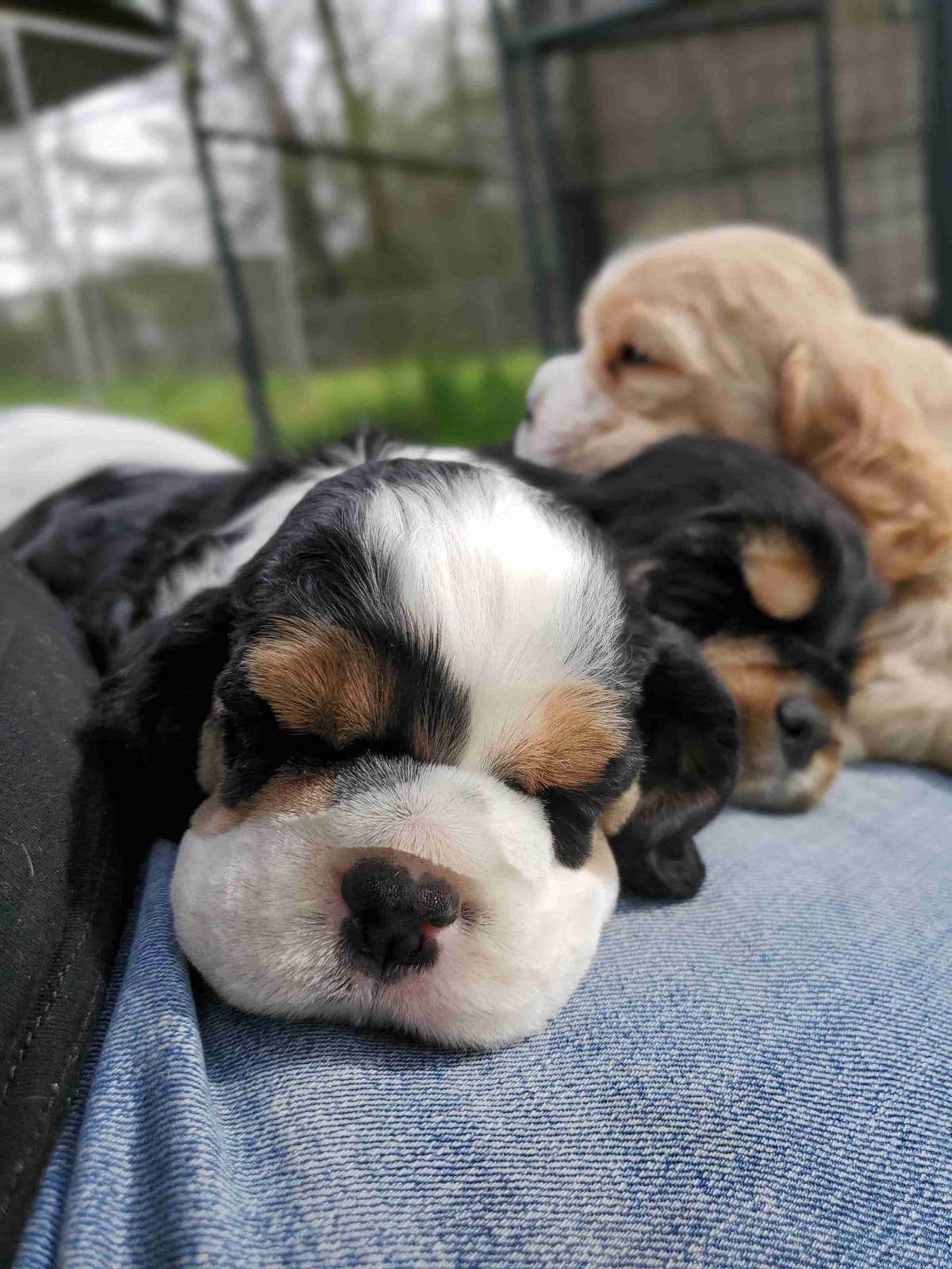 Cocker Spaniel Puppies breeder image 3