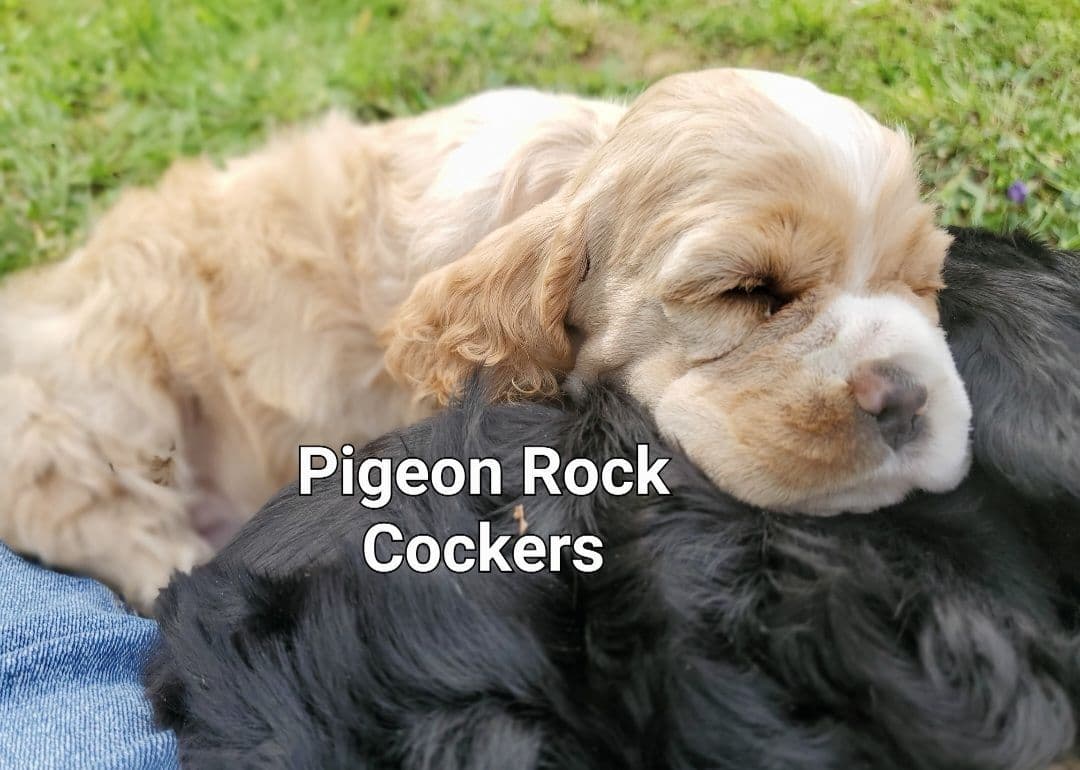 Cocker Spaniel Puppies breeder image 4