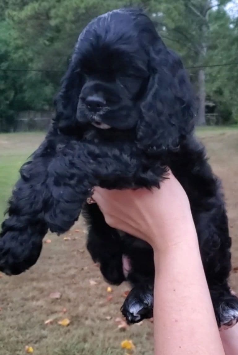 Cocker Spaniel Puppies breeder image 24