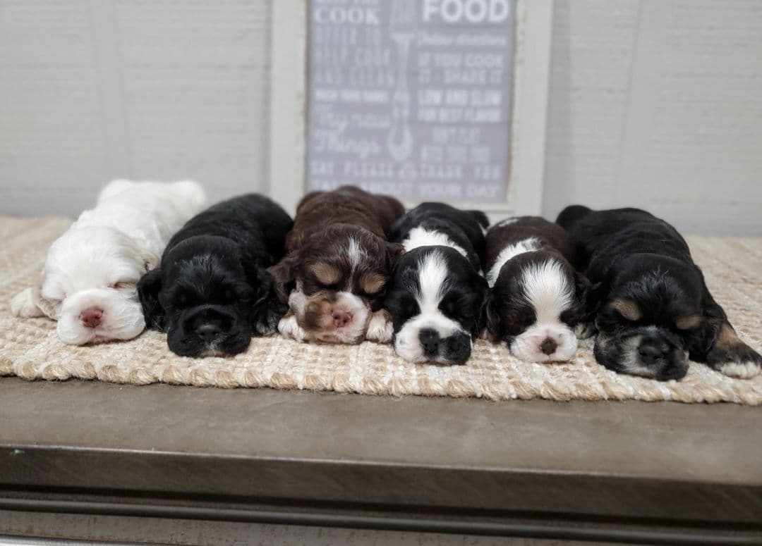 Cocker Spaniel Puppies breeder image 25