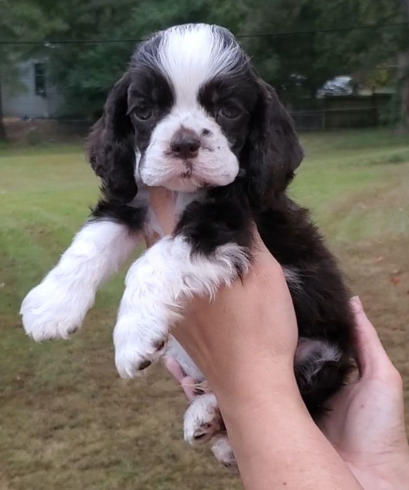 Cocker Spaniel Puppies breeder image 26