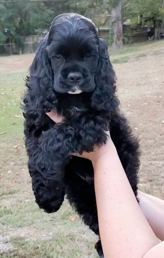 Cocker Spaniel Puppies breeder image 27