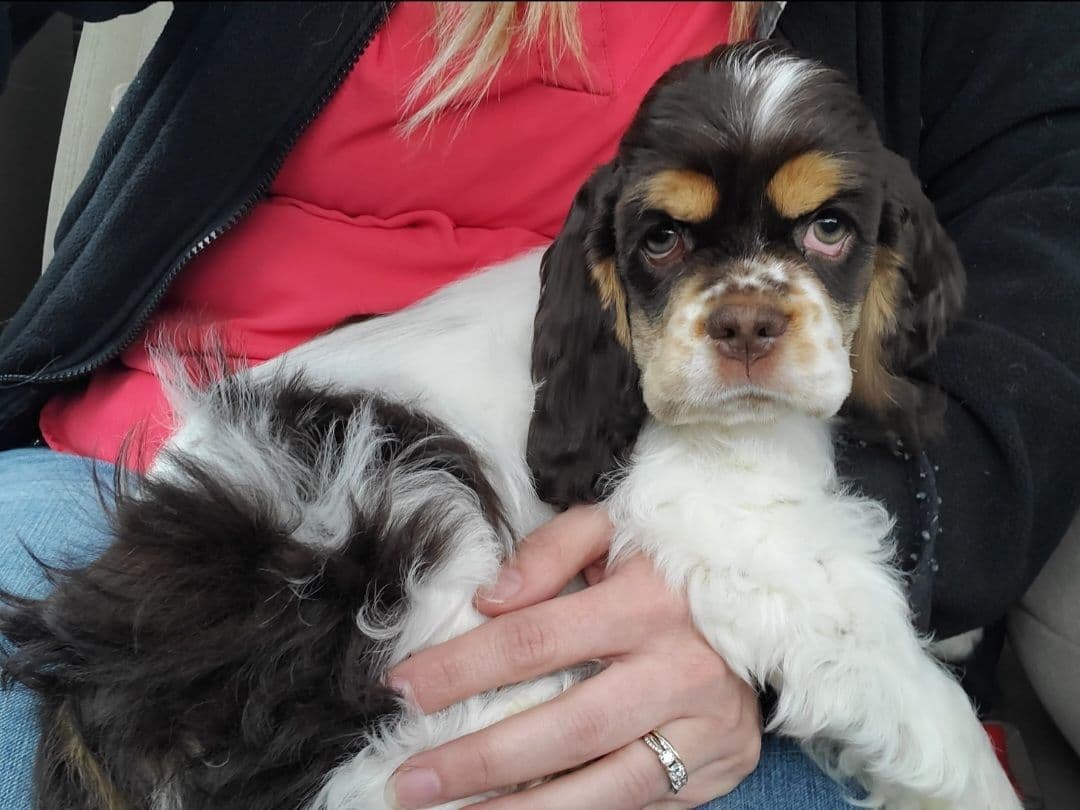 Cocker Spaniel Puppies breeder image 28