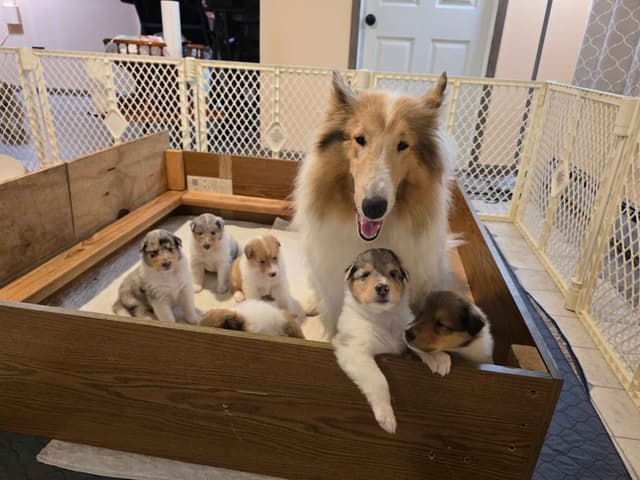 Collie Puppies media 4