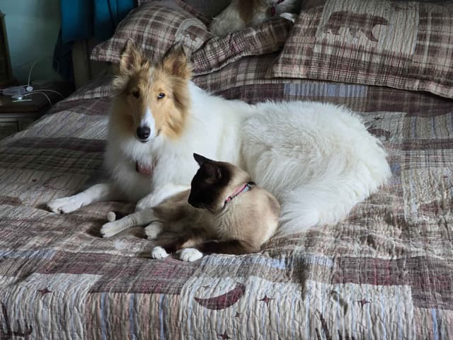 Collie Puppies media 7