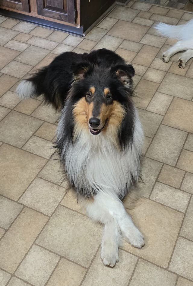 Collie Puppies media 6