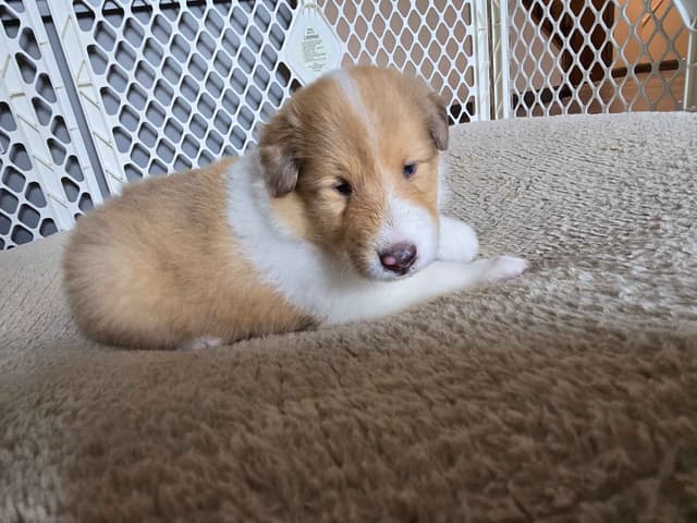 Collie Puppies media 8