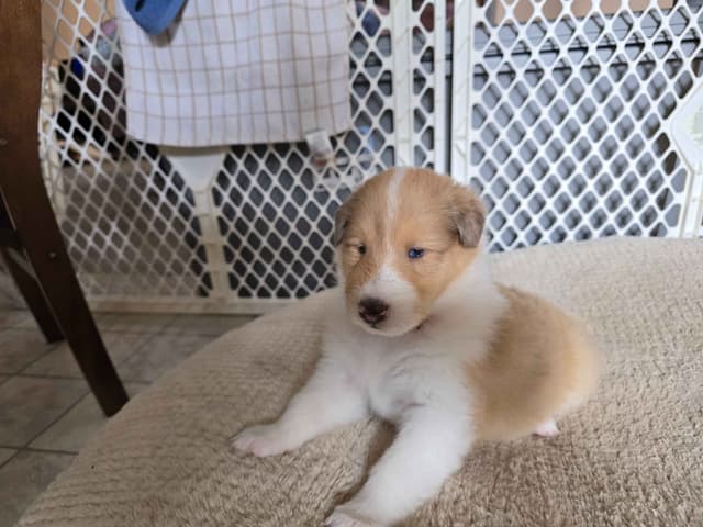 Collie Puppies media 9