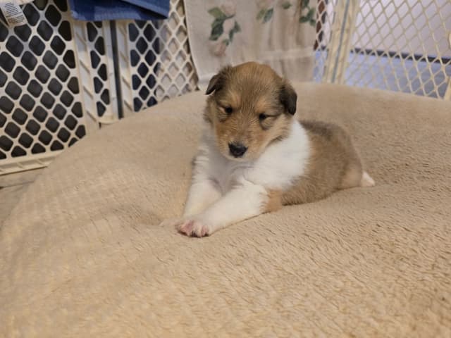 Collie Puppies media 10