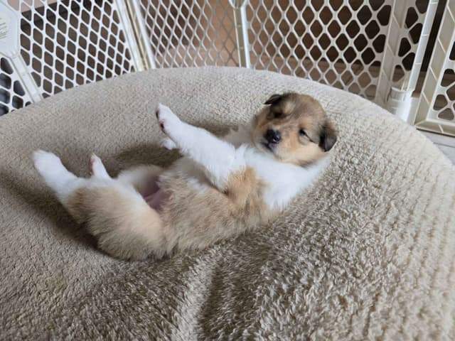 Collie Puppies media 11