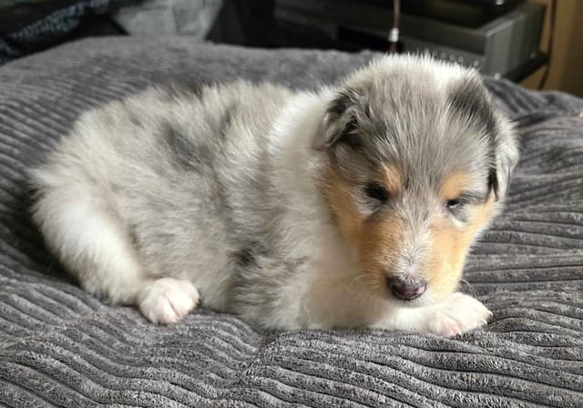 Collie Puppies media 12
