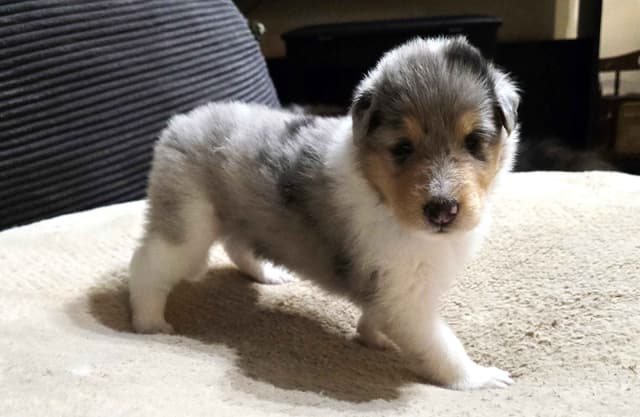 Collie Puppies media 13