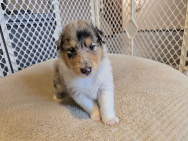 Collie Puppies media 14
