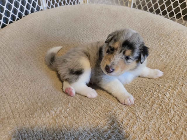 Collie Puppies media 15