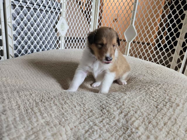 Collie Puppies media 16