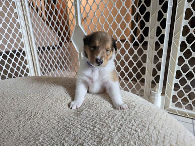 Collie Puppies media 17