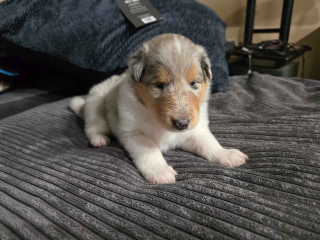 Collie Puppies media 19