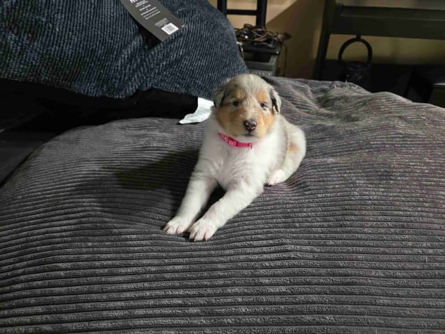 Collie Puppies media 18