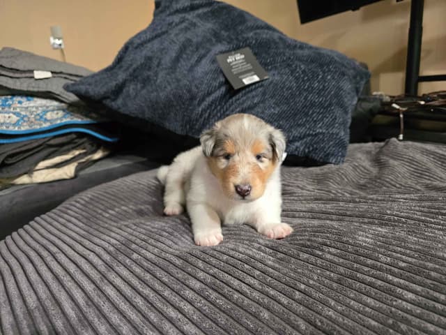 Collie Puppies media 20