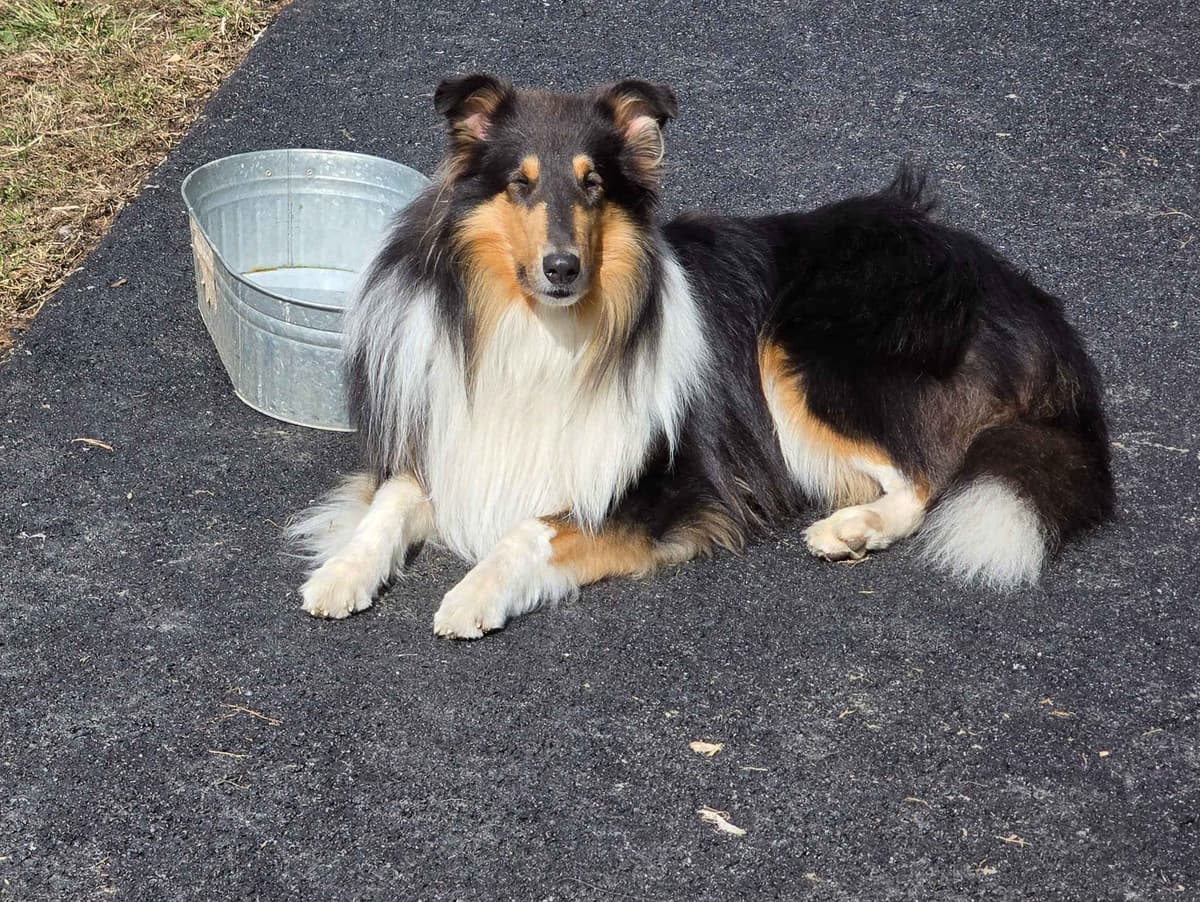 Collie Puppies breeder image 9
