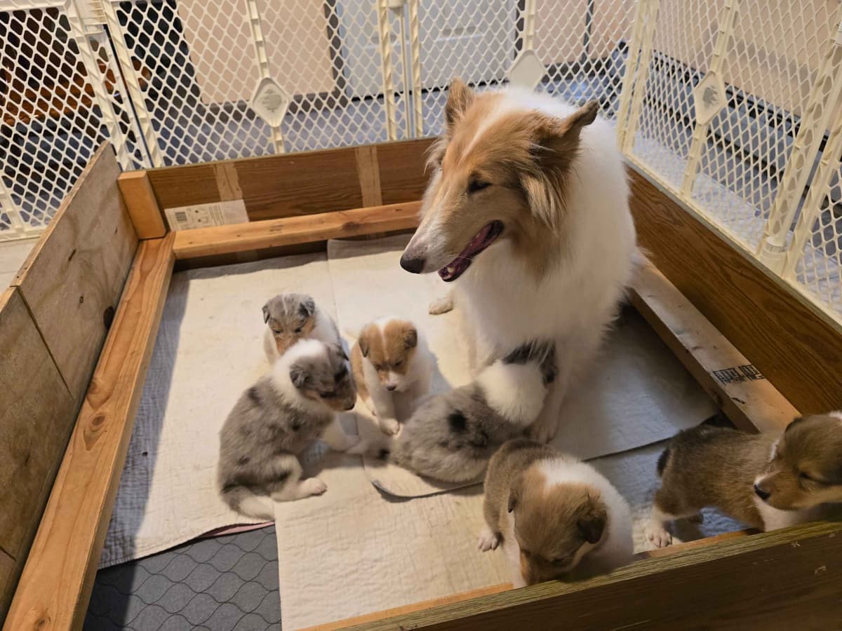 Collie Puppies breeder image 5