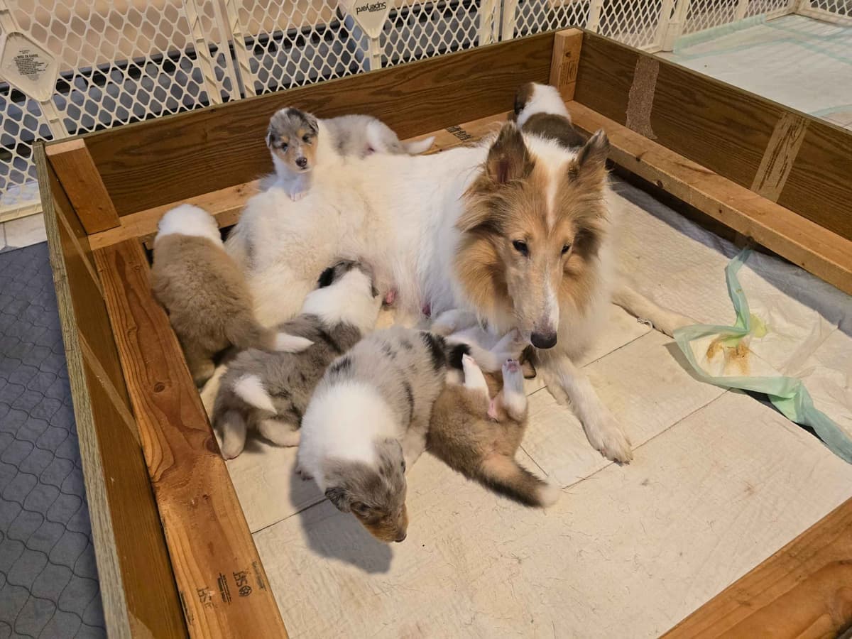 Collie Puppies breeder image 8