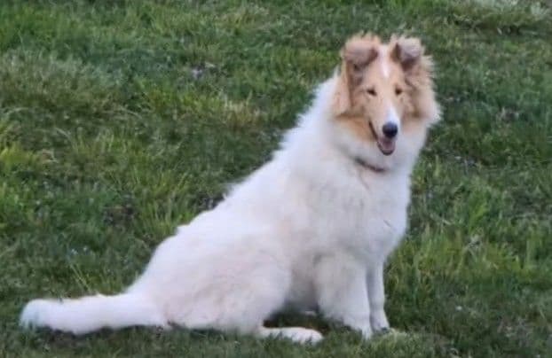 Collie Puppies breeder image 10
