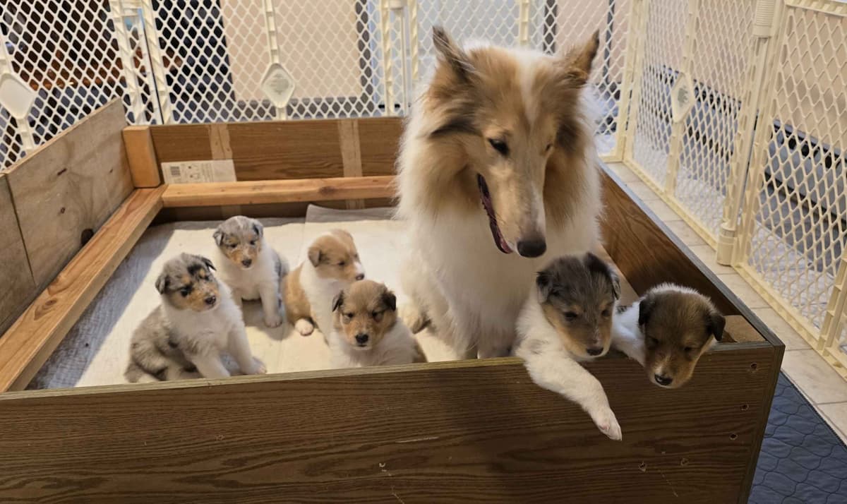 Collie Puppies breeder image 11