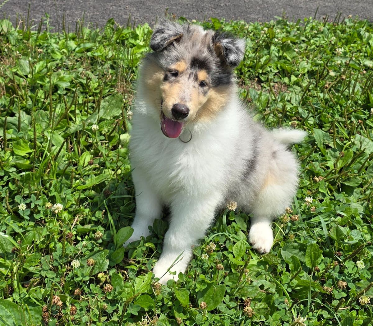 Collie Puppies breeder image 13