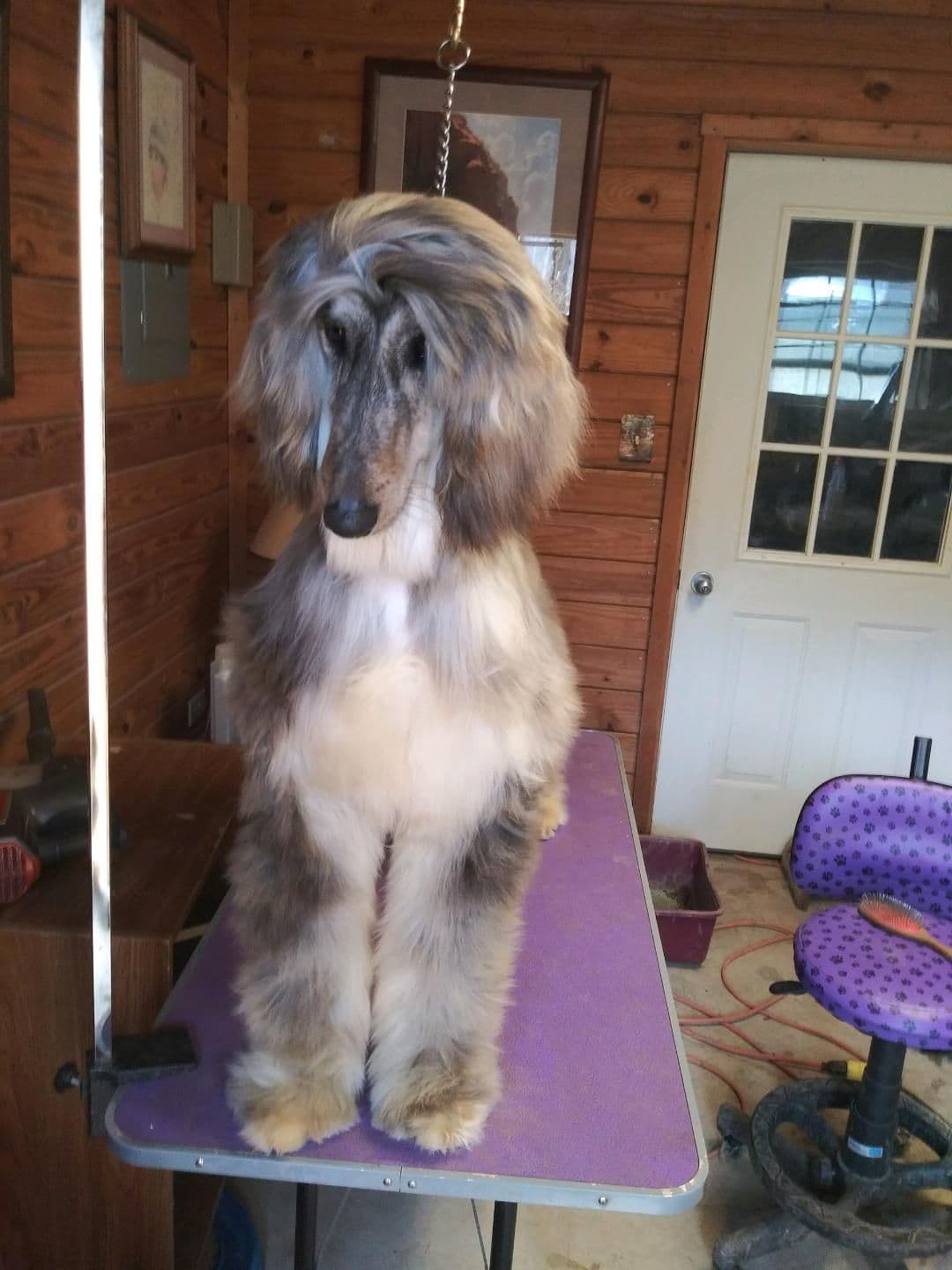 Afghan Hound Puppies breeder image 15