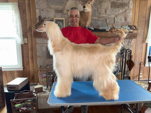 Afghan Hound Puppies media 2