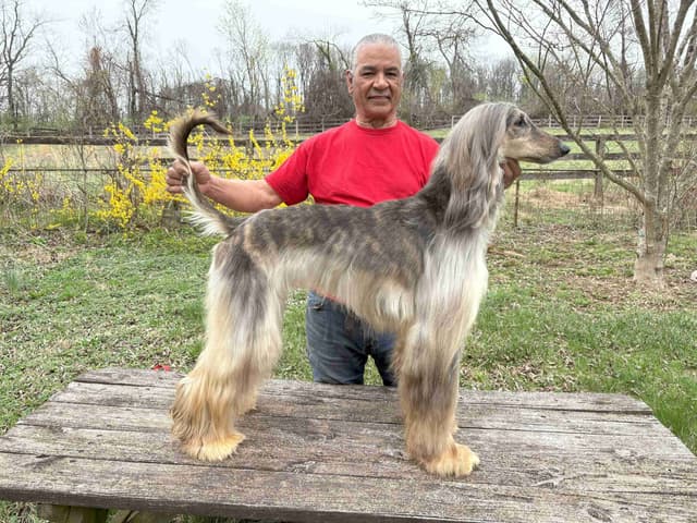 Afghan Hound Puppies media 4