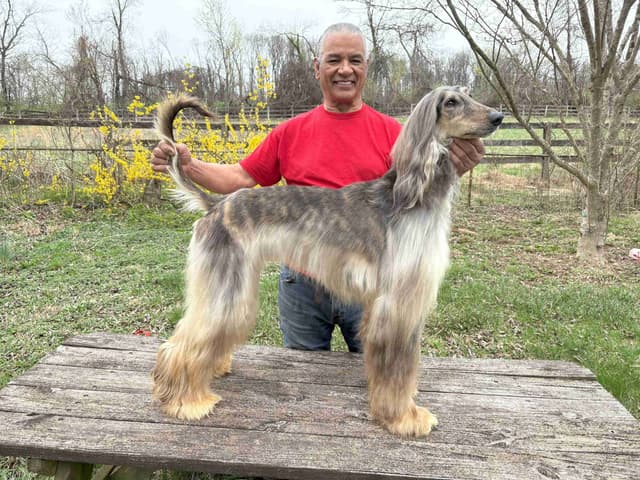 Afghan Hound Puppies media 5