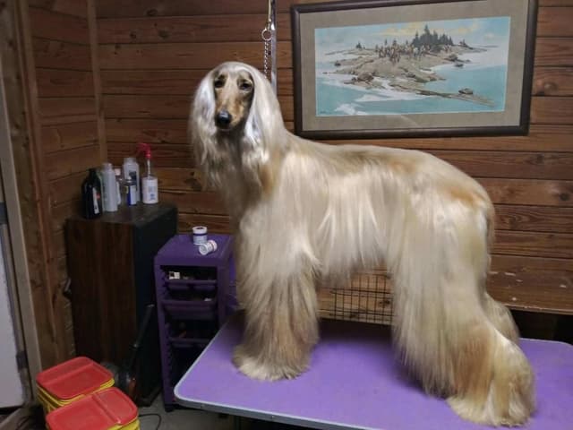 Afghan Hound Puppies media 8
