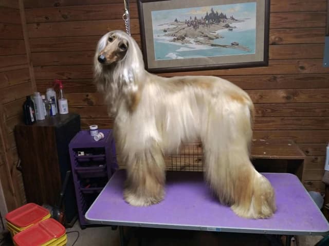 Afghan Hound Puppies media 6